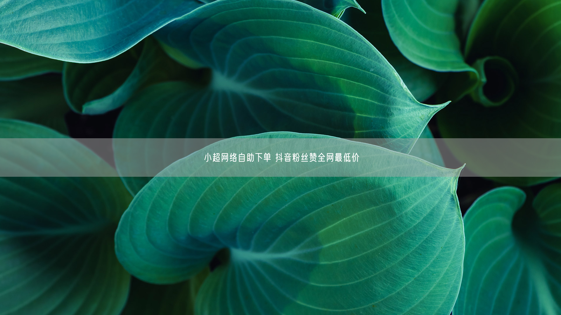 小超网络自助下单 抖音粉丝赞全网最低价